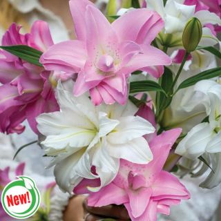 Oriental Lily Lotus Blend Thumbnail